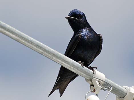 Purple Martin (Progne subis)