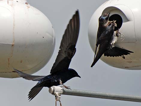 Purple Martin (Progne subis)