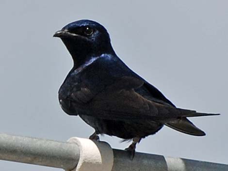 Purple Martin (Progne subis)