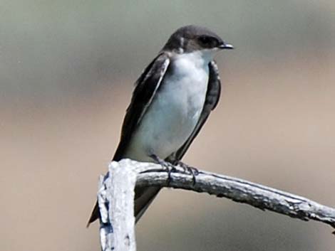 Tree Swallow (Tachycineta bicolor)