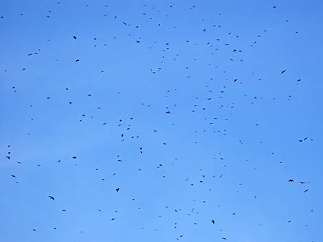 Tree Swallow (Tachycineta bicolor)