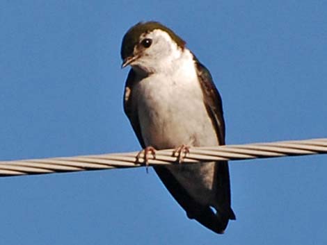 Violet-green Swallow (Tachycineta thalassina)