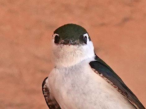 Violet-green Swallow (Tachycineta thalassina)