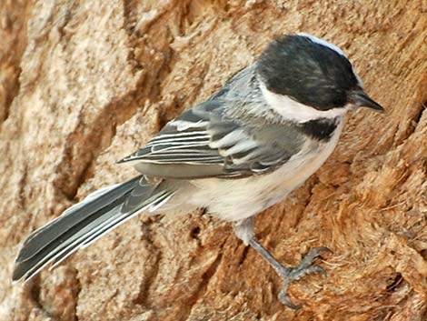 Black-capped Chickadee (Poecile atricapillus)