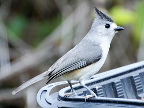 Black-crested Titmouse (Baeolophus atricristatus)