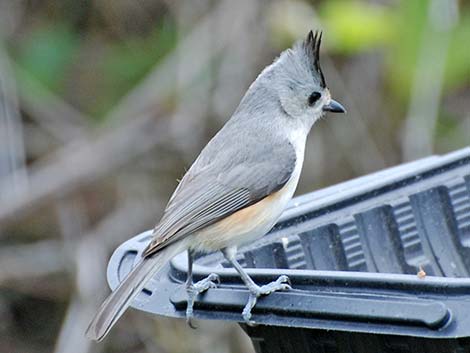 Black-crested Titmouse (Baeolophus atricristatus)