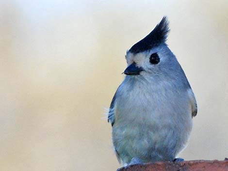 Black-crested Titmouse (Baeolophus atricristatus)