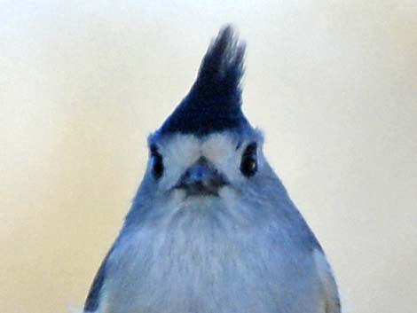 Black-crested Titmouse (Baeolophus atricristatus)