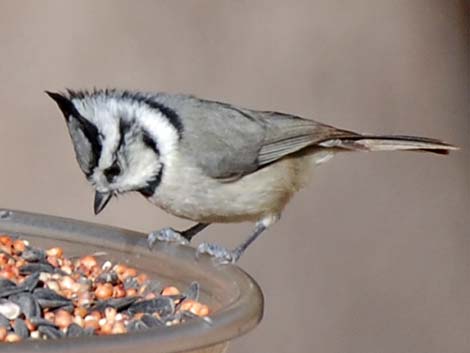 Bridled Titmouse (Baeolophus wollweberi)