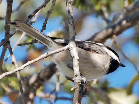 Carolina Chickadee (Poecile carolinensis)