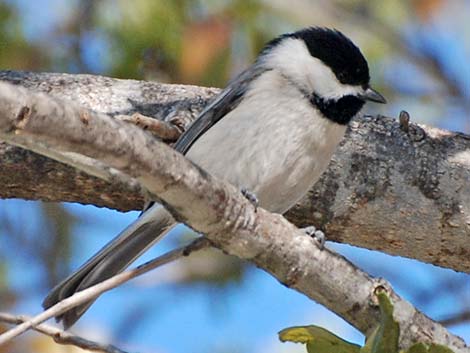 Carolina Chickadee (Poecile carolinensis)