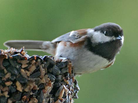 Chestnut-backed Chickadee (Poecile rufescens)