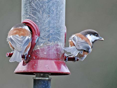 Chestnut-backed Chickadee (Poecile rufescens)