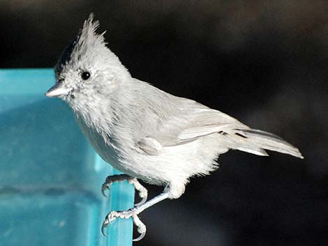 Paridae, Juniper Titmouse