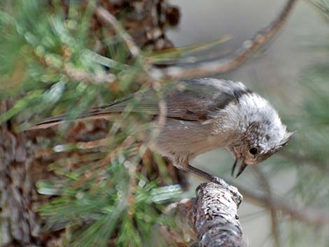 Juniper Titmouse (Baeolophus ridgwayi)