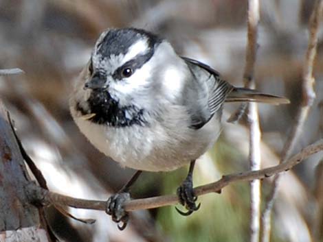 Mountain Chickadee (Poecile gambeli)