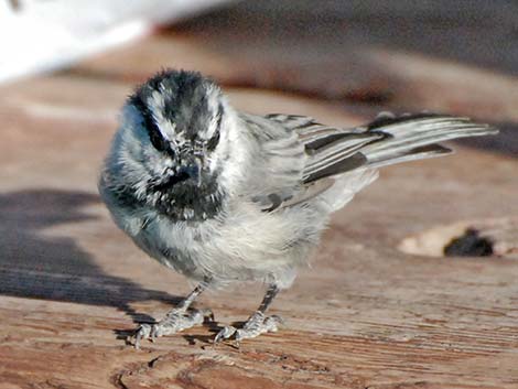 Mountain Chickadee (Poecile gambeli)