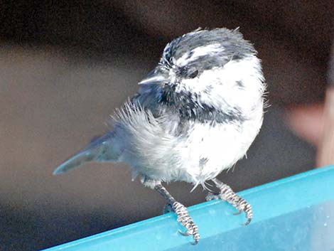 Mountain Chickadee (Poecile gambeli)