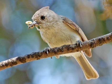 Oak Titmouse (Baeolophus inornatus)