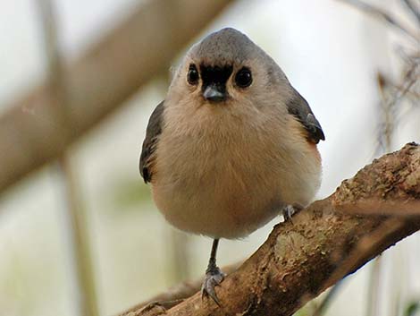 Tufted Titmouse (Baeolophus bicolor)