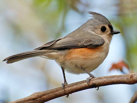 Tufted Titmouse (Baeolophus bicolor)