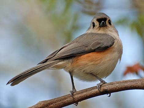 Tufted Titmouse (Baeolophus bicolor)