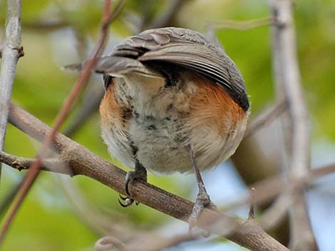 Tufted Titmouse (Baeolophus bicolor)