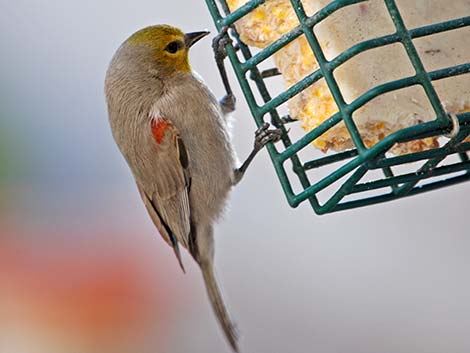 Verdin (Auriparus flaviceps)