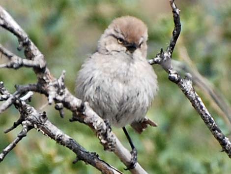 Bushtit (Psaltriparus minimus)