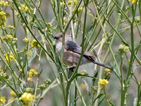 Bushtit (Psaltriparus minimus)