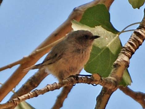 Bushtit (Psaltriparus minimus)