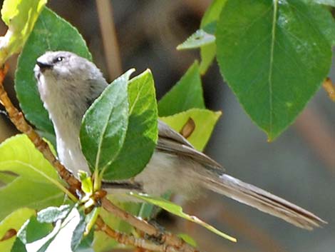 Bushtit (Psaltriparus minimus)