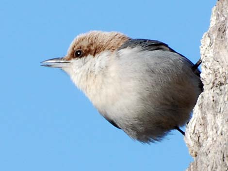 Brown-headed Nuthatch (Sitta pusilla)