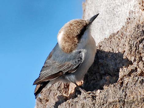 Brown-headed Nuthatch (Sitta pusilla)