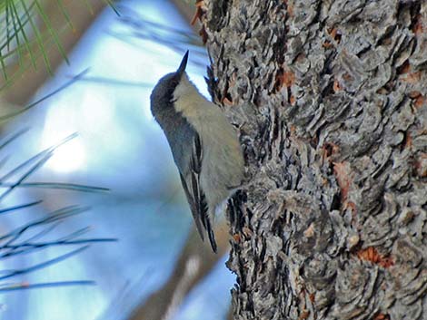 Pygmy Nuthatch (Sitta pygmaea)