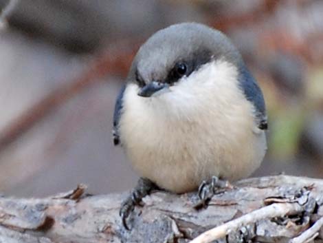 Pygmy Nuthatch (Sitta pygmaea)