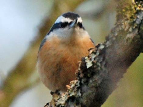 Red-breasted Nuthatch (Sitta canadensis)