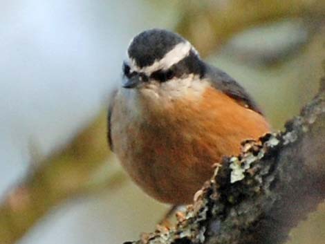 Red-breasted Nuthatch (Sitta canadensis)