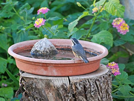 Red-breasted Nuthatch (Sitta canadensis)