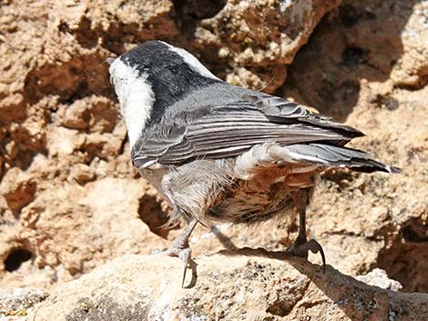 White-breasted Nuthatch (Sitta carolinensis)