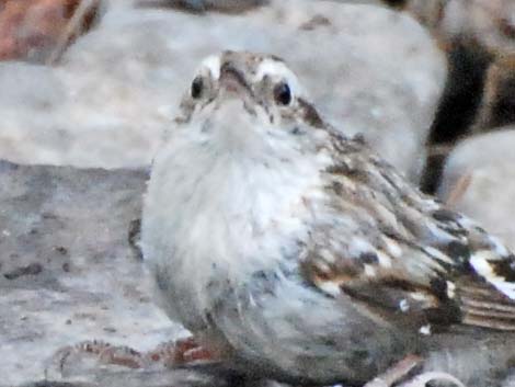 Brown Creeper (Certhia americana)