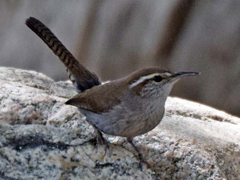 Bewick's Wren (Thryomanes bewickii)