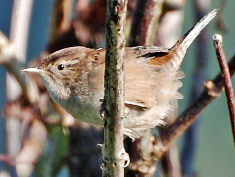 Bewick's Wren (Thryomanes bewickii)