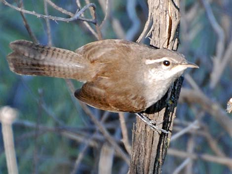 Bewick's Wren (Thryomanes bewickii)