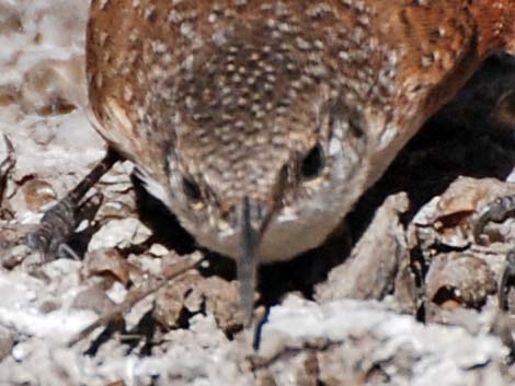 Canyon Wren (Catherpes mexicanus)