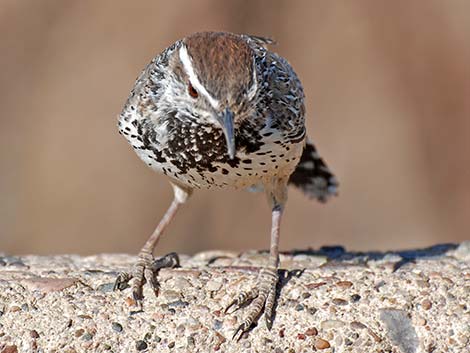 Cactus Wren (Campylorhynchus brunneicapillus)