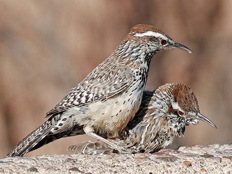 Cactus Wren (Campylorhynchus brunneicapillus)