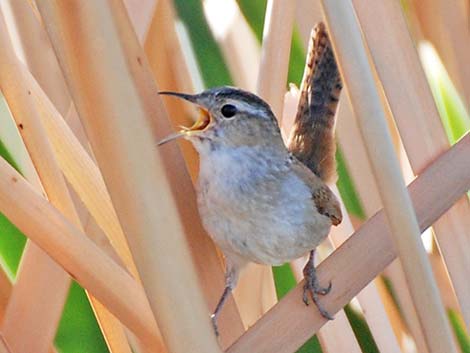 Marsh Wren (Cistothorus palustris)