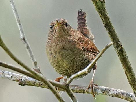 Winter Wren (Troglodytes troglodytes)