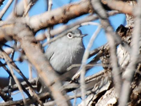 Black-capped Gnatcatcher (Polioptila nigriceps)